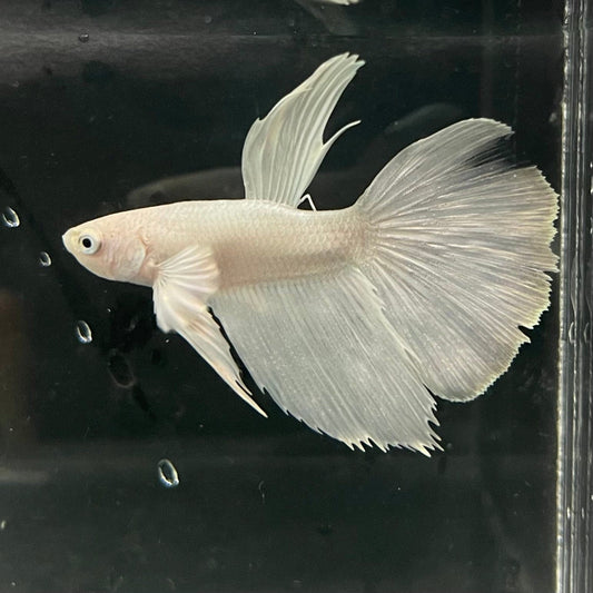 the-fish-farm Premium Male Betta Platinum Halfmoon Premium Male Betta - One Only - 1 Choose from our range of Platinum Male Betta - The Fish Farm Australia