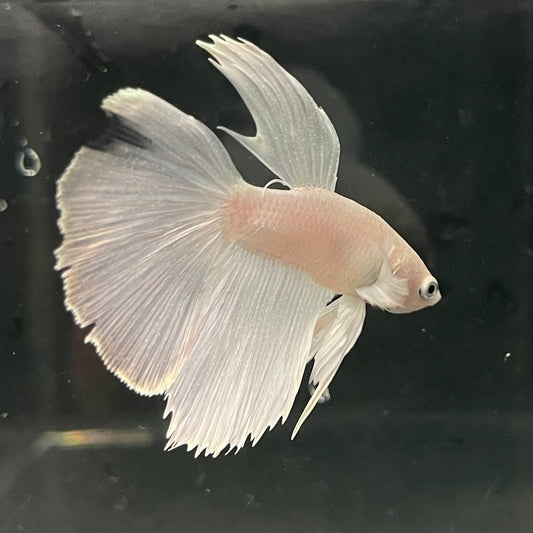 the-fish-farm Premium Male Betta Platinum Halfmoon Premium Male Betta - One Only - 1 Choose from our range of Platinum Male Betta - The Fish Farm Australia