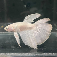 the-fish-farm Premium Male Betta Platinum Halfmoon Premium Male Betta - One Only - 1 Choose from our range of Platinum Male Betta - The Fish Farm Australia