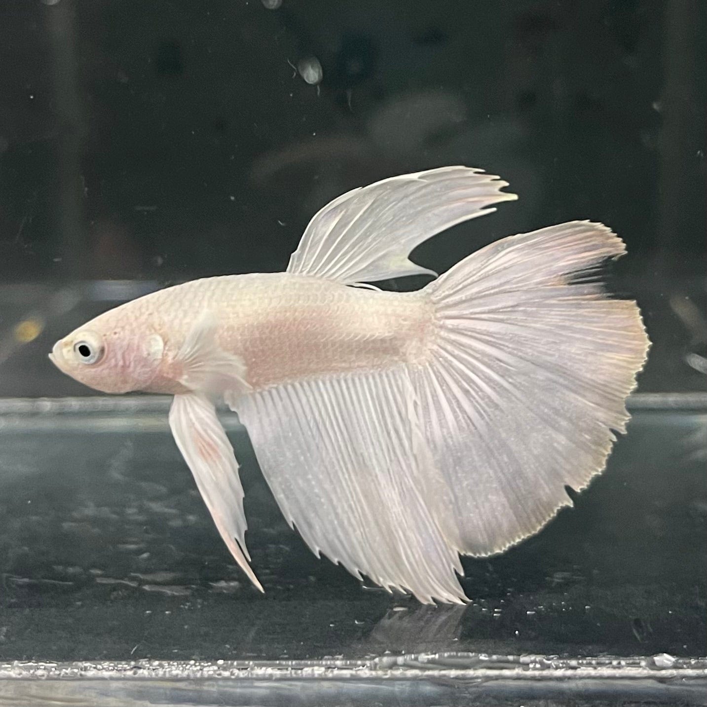 the-fish-farm Premium Male Betta Platinum Halfmoon Premium Male Betta - One Only - 1 Choose from our range of Platinum Male Betta - The Fish Farm Australia