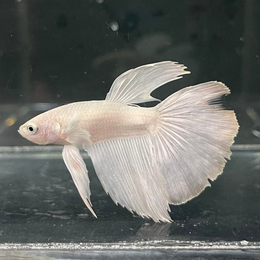 the-fish-farm Premium Male Betta Platinum Halfmoon Premium Male Betta - One Only - 1 Choose from our range of Platinum Male Betta - The Fish Farm Australia