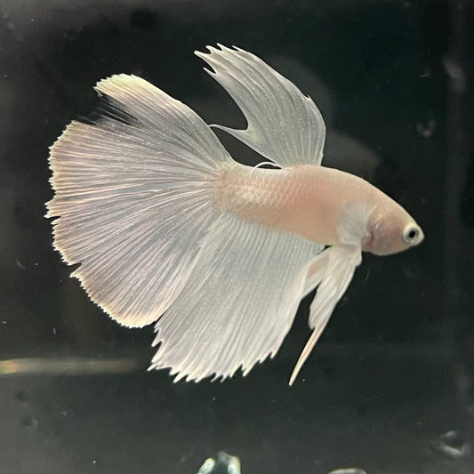 the-fish-farm Premium Male Betta Platinum Halfmoon Premium Male Betta - One Only - 1 Choose from our range of Platinum Male Betta - The Fish Farm Australia
