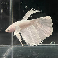 the-fish-farm Premium Male Betta Platinum Halfmoon Premium Male Betta - One Only - 2 Choose from our range of Platinum Male Betta - The Fish Farm Australia