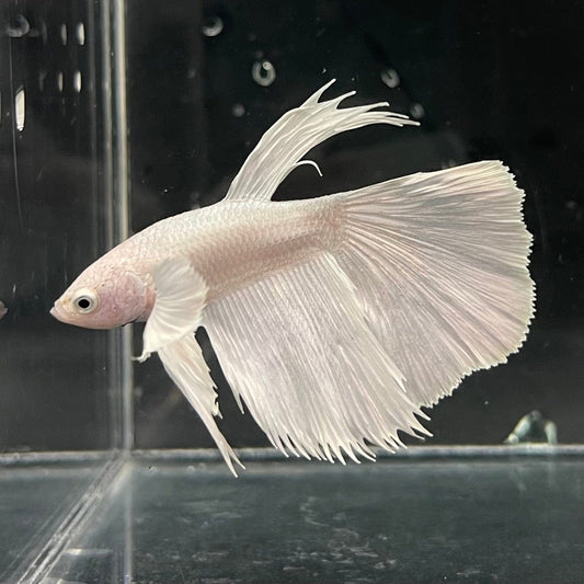 the-fish-farm Premium Male Betta Platinum Halfmoon Premium Male Betta - One Only - 2 Choose from our range of Platinum Male Betta - The Fish Farm Australia