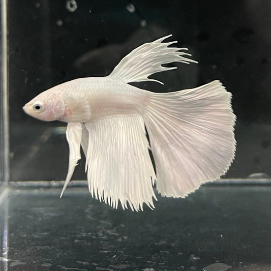 the-fish-farm Premium Male Betta Platinum Halfmoon Premium Male Betta - One Only - 2 Choose from our range of Platinum Male Betta - The Fish Farm Australia