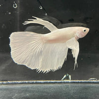 the-fish-farm Premium Male Betta Platinum Halfmoon Premium Male Betta - One Only - 2 Choose from our range of Platinum Male Betta - The Fish Farm Australia