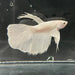 the-fish-farm Premium Male Betta Platinum Halfmoon Premium Male Betta - One Only - 2 Choose from our range of Platinum Male Betta - The Fish Farm Australia
