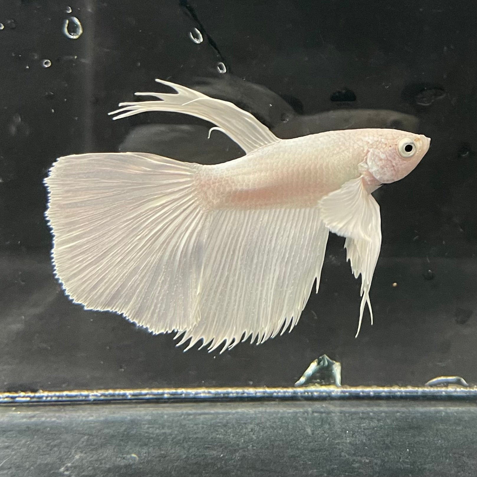 the-fish-farm Premium Male Betta Platinum Halfmoon Premium Male Betta - One Only - 2 Choose from our range of Platinum Male Betta - The Fish Farm Australia