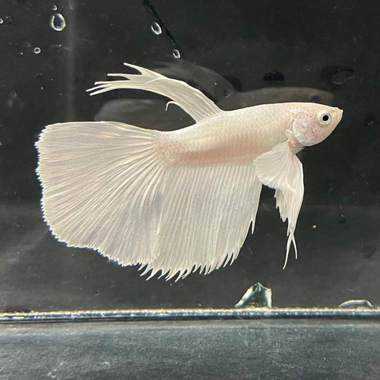 the-fish-farm Premium Male Betta Platinum Halfmoon Premium Male Betta - One Only - 2 Choose from our range of Platinum Male Betta - The Fish Farm Australia