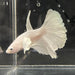 the-fish-farm Premium Male Betta Platinum Halfmoon Premium Male Betta - One Only - 3 Choose from our range of Platinum Male Betta - The Fish Farm Australia
