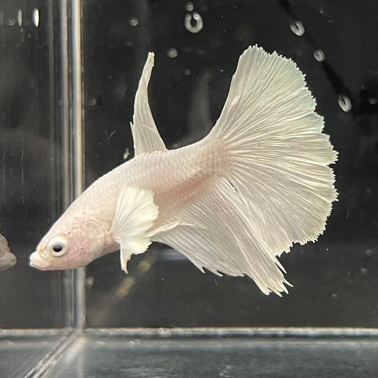 the-fish-farm Premium Male Betta Platinum Halfmoon Premium Male Betta - One Only - 3 Choose from our range of Platinum Male Betta - The Fish Farm Australia