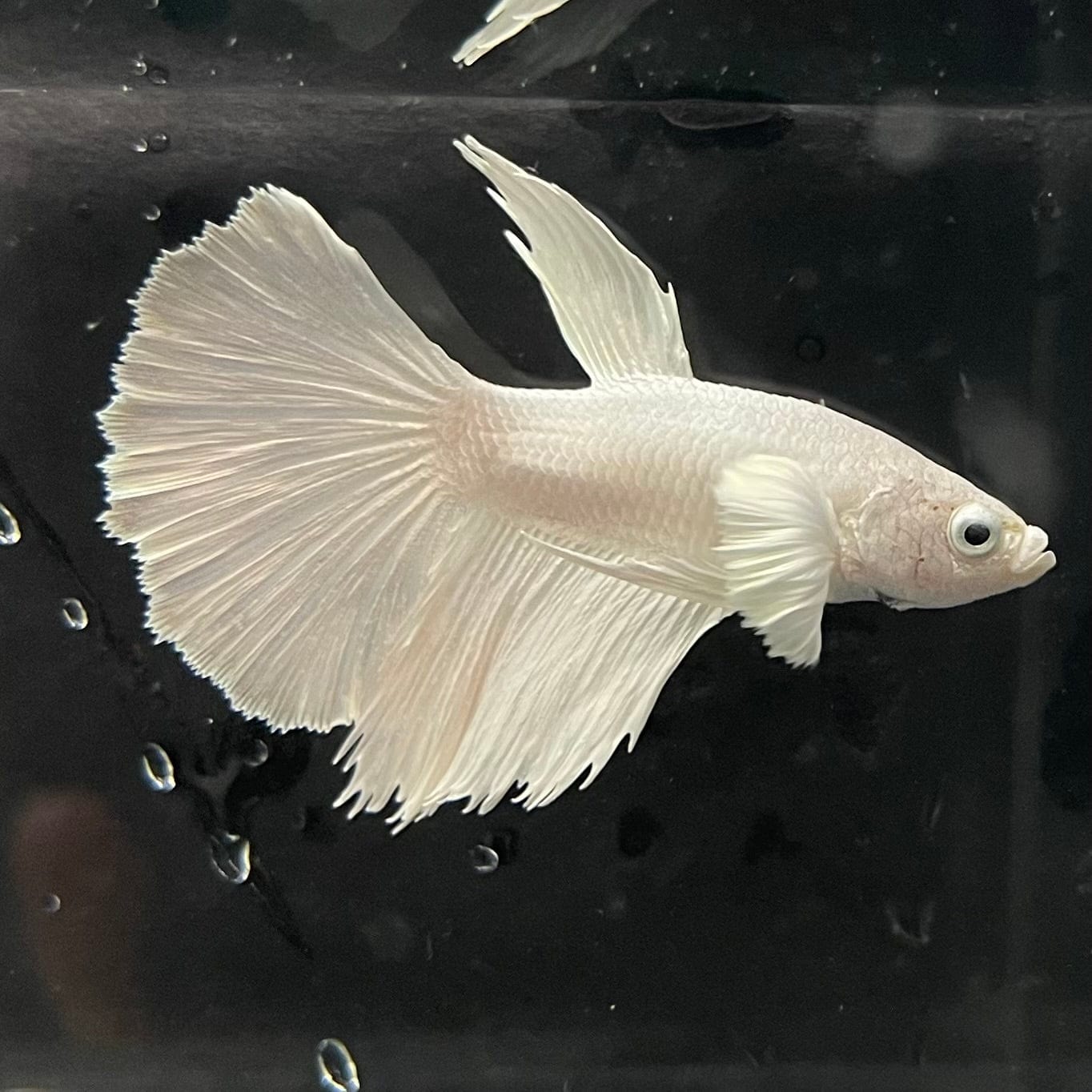 the-fish-farm Premium Male Betta Platinum Halfmoon Premium Male Betta - One Only - 3 Choose from our range of Platinum Male Betta - The Fish Farm Australia
