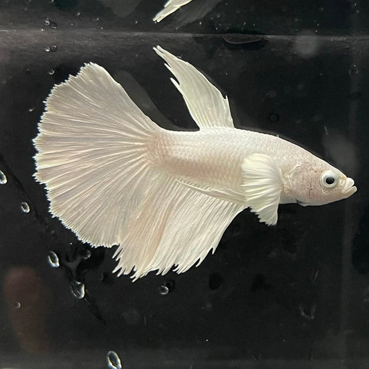 the-fish-farm Premium Male Betta Platinum Halfmoon Premium Male Betta - One Only - 3 Choose from our range of Platinum Male Betta - The Fish Farm Australia