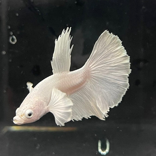 the-fish-farm Premium Male Betta Platinum Halfmoon Premium Male Betta - One Only - 3 Choose from our range of Platinum Male Betta - The Fish Farm Australia