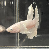 the-fish-farm Premium Male Betta Platinum Halfmoon Premium Male Betta - One Only - 3 Choose from our range of Platinum Male Betta - The Fish Farm Australia