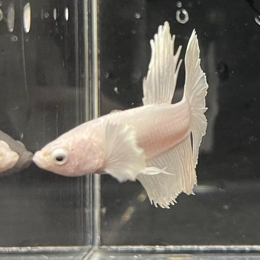 the-fish-farm Premium Male Betta Platinum Halfmoon Premium Male Betta - One Only - 3 Choose from our range of Platinum Male Betta - The Fish Farm Australia