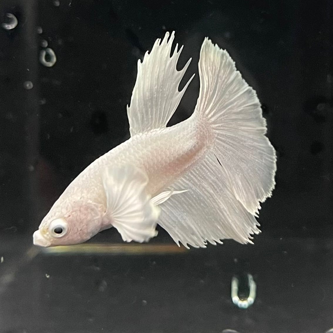 the-fish-farm Premium Male Betta Platinum Halfmoon Premium Male Betta - One Only - 3 Choose from our range of Platinum Male Betta - The Fish Farm Australia