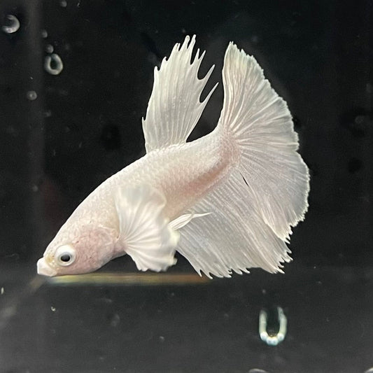 the-fish-farm Premium Male Betta Platinum Halfmoon Premium Male Betta - One Only - 3 Choose from our range of Platinum Male Betta - The Fish Farm Australia
