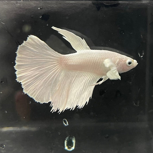 the-fish-farm Premium Male Betta Platinum Halfmoon Premium Male Betta - One Only - 3 Choose from our range of Platinum Male Betta - The Fish Farm Australia