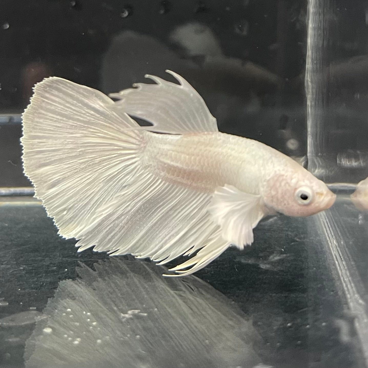 the-fish-farm Premium Male Betta Platinum Halfmoon Premium Male Betta - One Only - 4 Choose from our range of Platinum Male Betta - The Fish Farm Australia