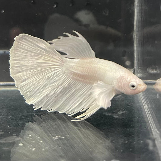 the-fish-farm Premium Male Betta Platinum Halfmoon Premium Male Betta - One Only - 4 Choose from our range of Platinum Male Betta - The Fish Farm Australia