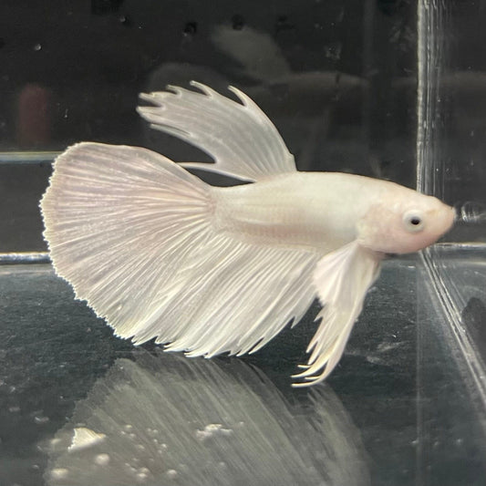 the-fish-farm Premium Male Betta Platinum Halfmoon Premium Male Betta - One Only - 4 Choose from our range of Platinum Male Betta - The Fish Farm Australia