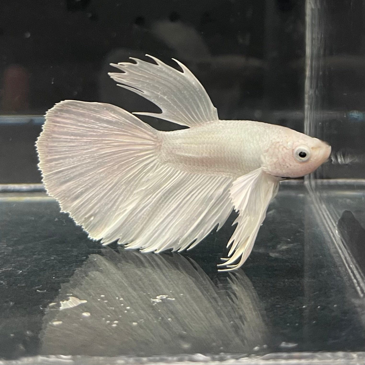 the-fish-farm Premium Male Betta Platinum Halfmoon Premium Male Betta - One Only - 4 Choose from our range of Platinum Male Betta - The Fish Farm Australia