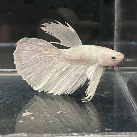 the-fish-farm Premium Male Betta Platinum Halfmoon Premium Male Betta - One Only - 4 Choose from our range of Platinum Male Betta - The Fish Farm Australia