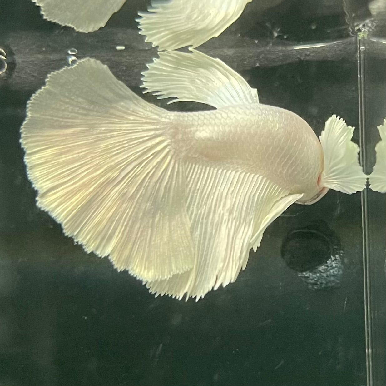 the-fish-farm Premium Male Betta Platinum Halfmoon Premium Male Betta - One Only - 5 Choose from our range of Platinum Male Betta - The Fish Farm Australia