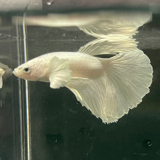 the-fish-farm Premium Male Betta Platinum Halfmoon Premium Male Betta - One Only - 5 Choose from our range of Platinum Male Betta - The Fish Farm Australia