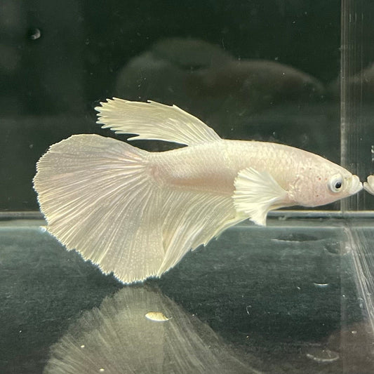 the-fish-farm Premium Male Betta Platinum Halfmoon Premium Male Betta - One Only - 5 Choose from our range of Platinum Male Betta - The Fish Farm Australia