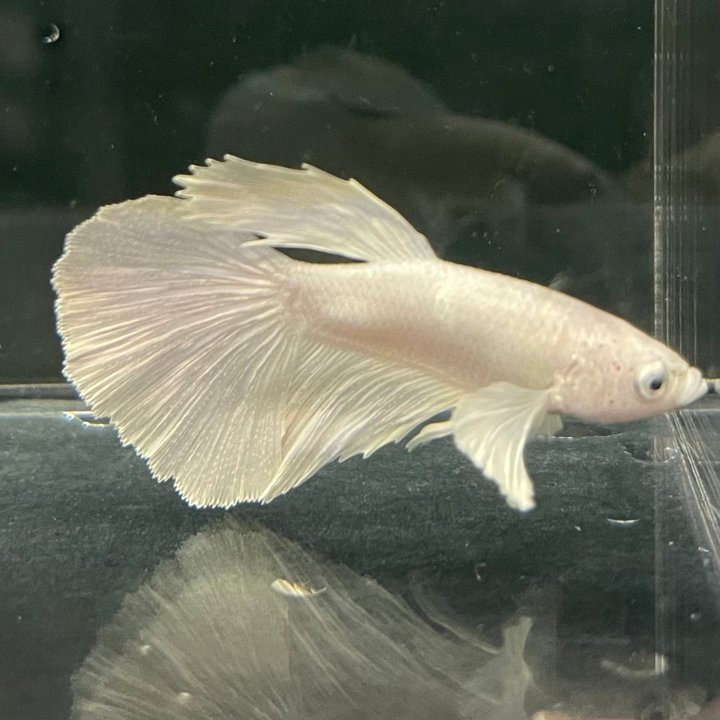 the-fish-farm Premium Male Betta Platinum Halfmoon Premium Male Betta - One Only - 5 Choose from our range of Platinum Male Betta - The Fish Farm Australia