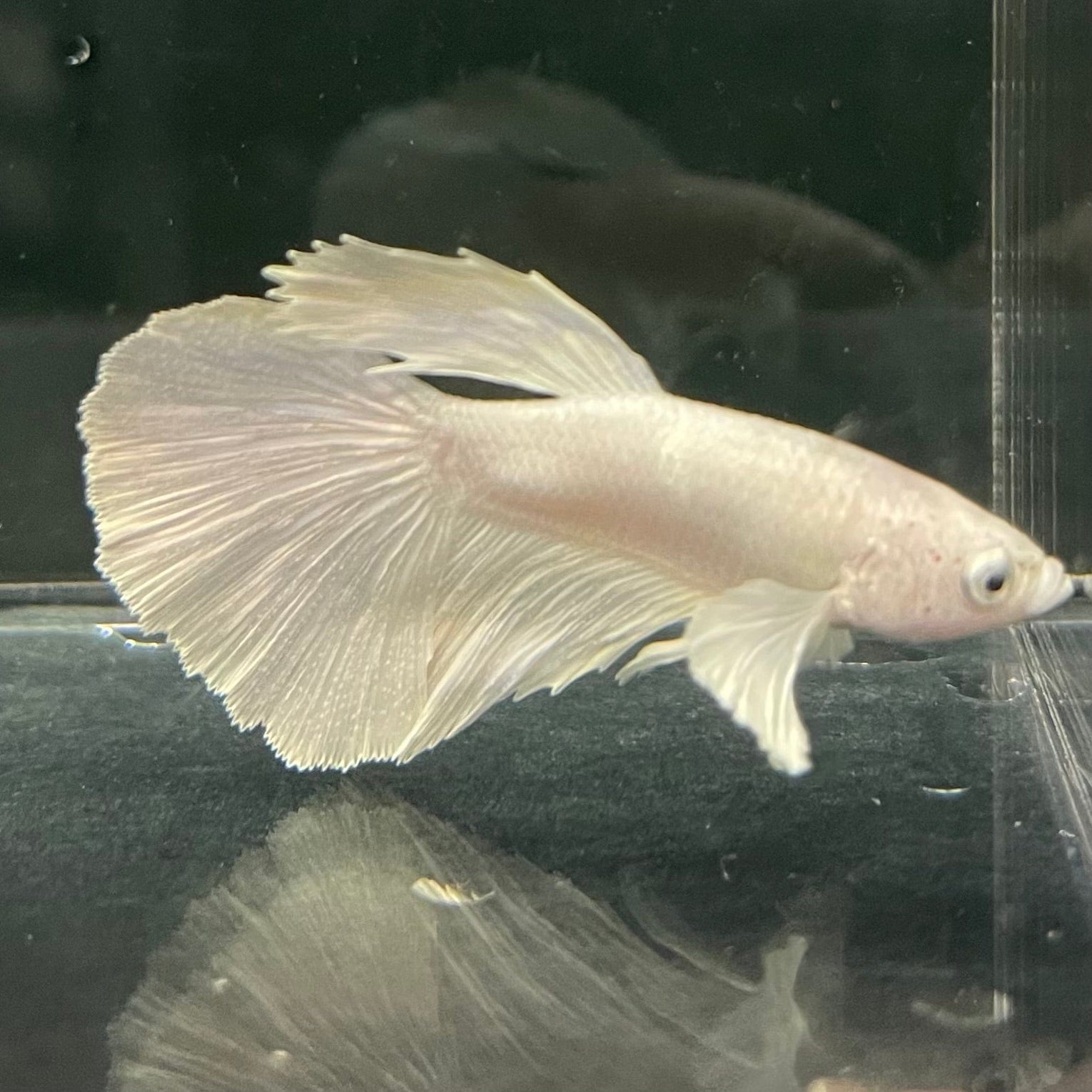 the-fish-farm Premium Male Betta Platinum Halfmoon Premium Male Betta - One Only - 5 Choose from our range of Platinum Male Betta - The Fish Farm Australia