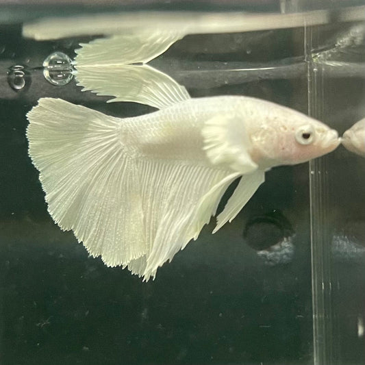 the-fish-farm Premium Male Betta Platinum Halfmoon Premium Male Betta - One Only - 5 Choose from our range of Platinum Male Betta - The Fish Farm Australia