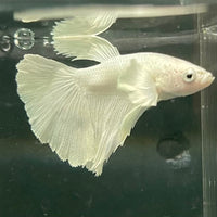 the-fish-farm Premium Male Betta Platinum Halfmoon Premium Male Betta - One Only - 5 Choose from our range of Platinum Male Betta - The Fish Farm Australia
