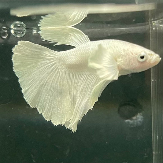 the-fish-farm Premium Male Betta Platinum Halfmoon Premium Male Betta - One Only - 5 Choose from our range of Platinum Male Betta - The Fish Farm Australia