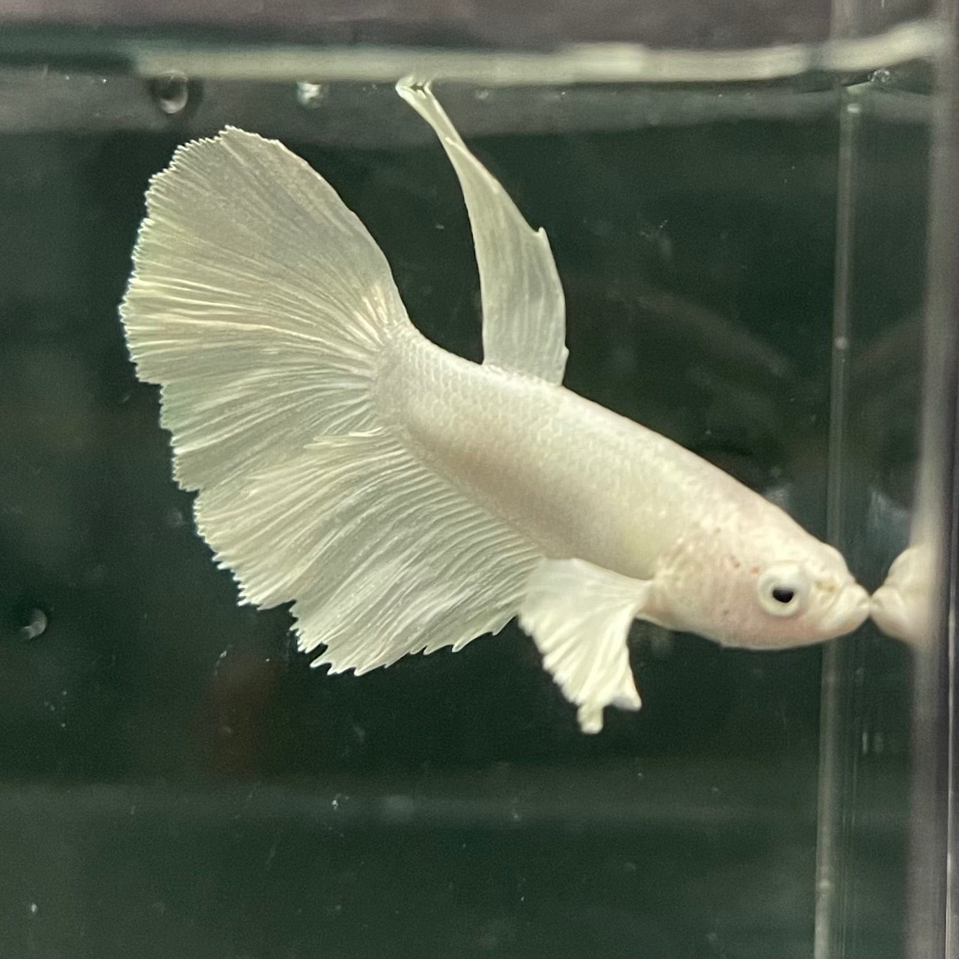 the-fish-farm Premium Male Betta Platinum Halfmoon Premium Male Betta - One Only - 5 Choose from our range of Platinum Male Betta - The Fish Farm Australia