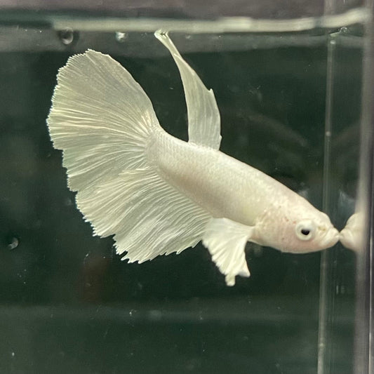 the-fish-farm Premium Male Betta Platinum Halfmoon Premium Male Betta - One Only - 5 Choose from our range of Platinum Male Betta - The Fish Farm Australia