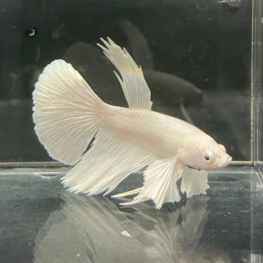 the-fish-farm Premium Male Betta Platinum Halfmoon Premium Male Betta - One Only - 6 Choose from our range of Platinum Male Betta - The Fish Farm Australia