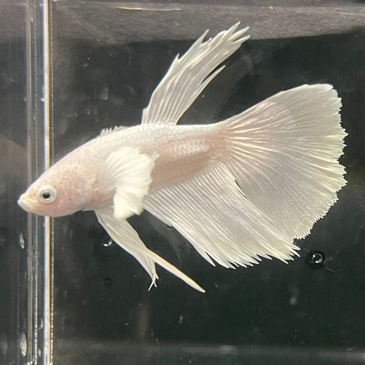 the-fish-farm Premium Male Betta Platinum Halfmoon Premium Male Betta - One Only - 6 Choose from our range of Platinum Male Betta - The Fish Farm Australia