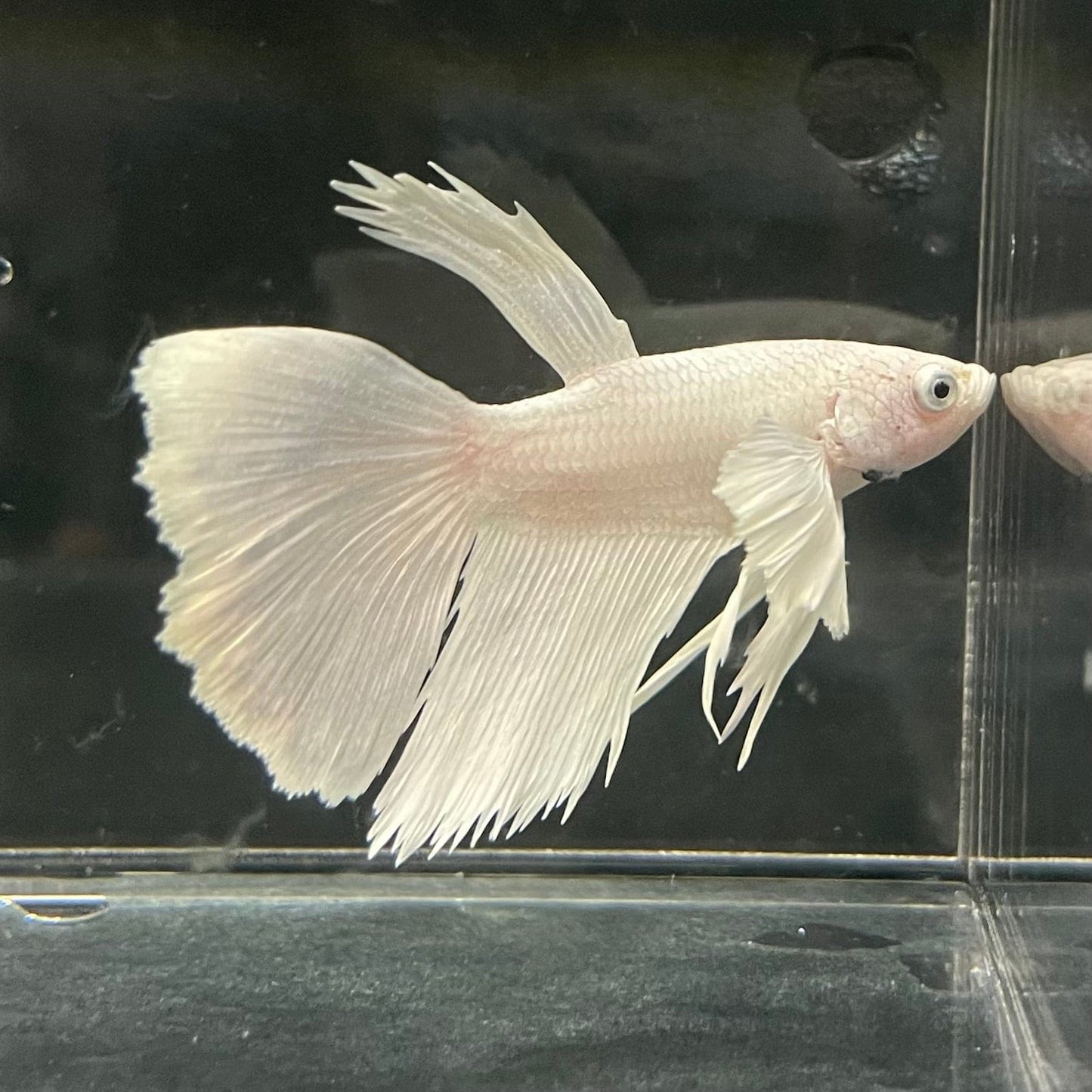 the-fish-farm Premium Male Betta Platinum Halfmoon Premium Male Betta - One Only - 6 Choose from our range of Platinum Male Betta - The Fish Farm Australia