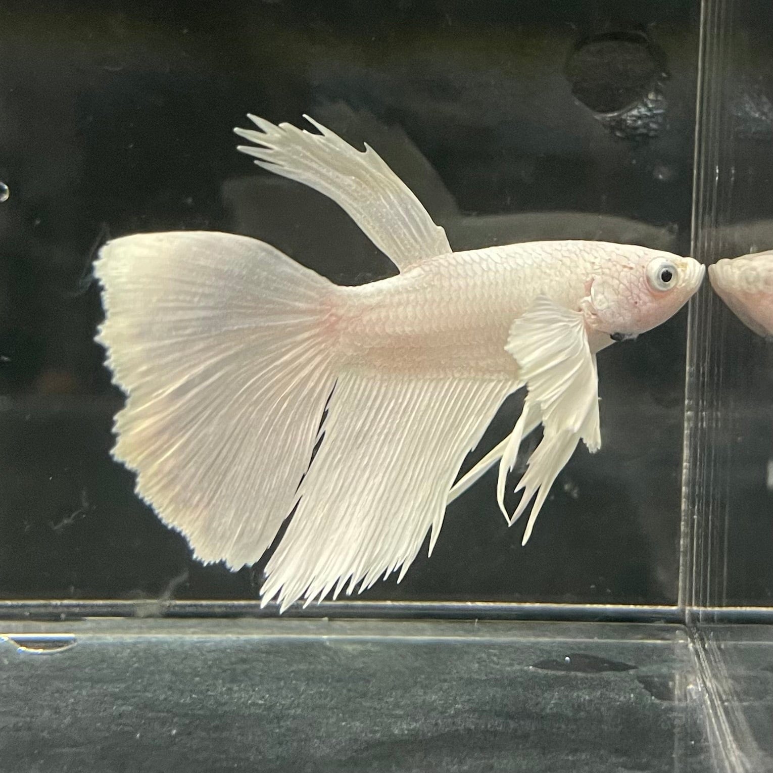 the-fish-farm Premium Male Betta Platinum Halfmoon Premium Male Betta - One Only - 6 Choose from our range of Platinum Male Betta - The Fish Farm Australia