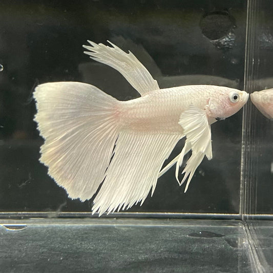 the-fish-farm Premium Male Betta Platinum Halfmoon Premium Male Betta - One Only - 6 Choose from our range of Platinum Male Betta - The Fish Farm Australia