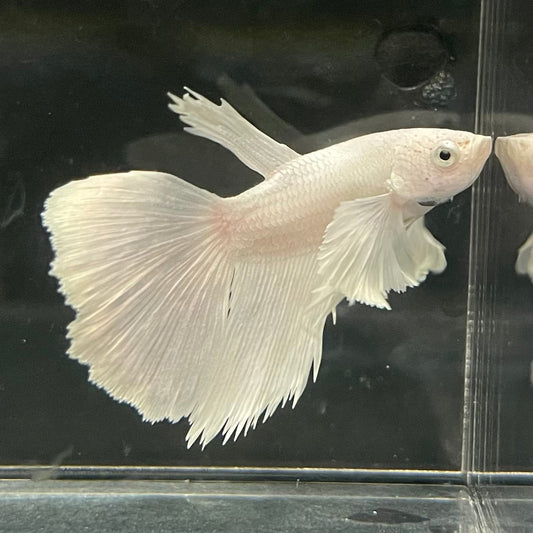 the-fish-farm Premium Male Betta Platinum Halfmoon Premium Male Betta - One Only - 6 Choose from our range of Platinum Male Betta - The Fish Farm Australia