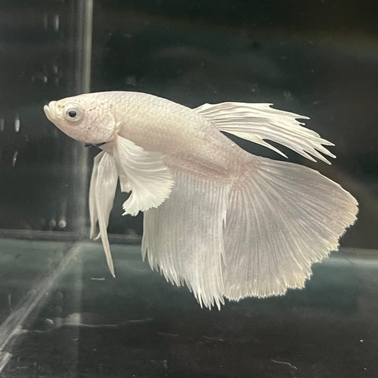 the-fish-farm Premium Male Betta Platinum Halfmoon Premium Male Betta - One Only - 6 Choose from our range of Platinum Male Betta - The Fish Farm Australia