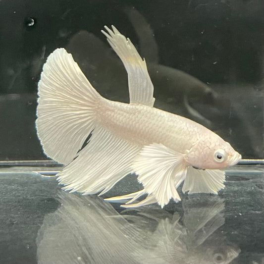the-fish-farm Premium Male Betta Platinum Halfmoon Premium Male Betta - One Only - 6 Choose from our range of Platinum Male Betta - The Fish Farm Australia