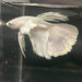 the-fish-farm Premium Male Betta Platinum Halfmoon Premium Male Betta - One Only - 6 Choose from our range of Platinum Male Betta - The Fish Farm Australia