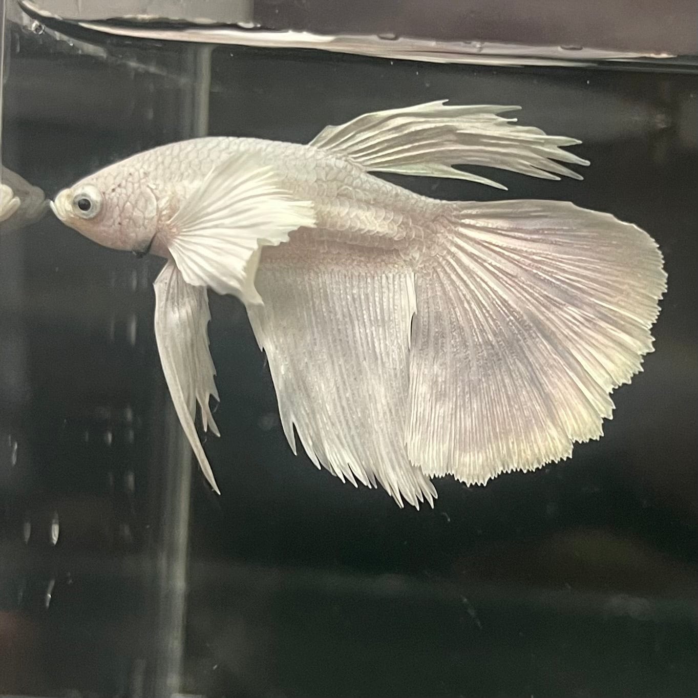 the-fish-farm Premium Male Betta Platinum Halfmoon Premium Male Betta - One Only - 6 Choose from our range of Platinum Male Betta - The Fish Farm Australia