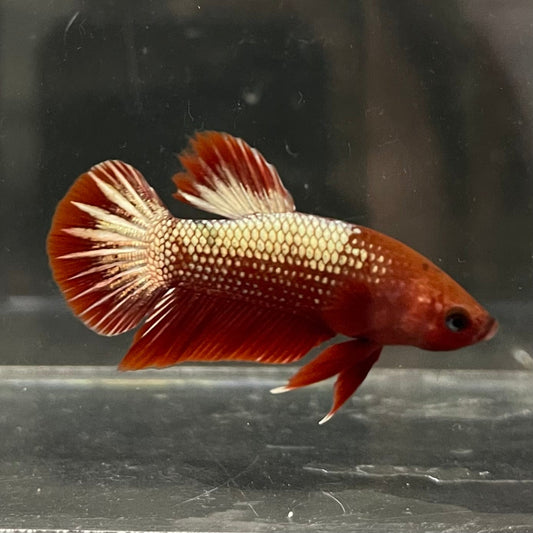 the-fish-farm Premium Male Betta Red Cooper Hellboy Fancy Plakat Betta Male - One Only - 1 Buy this Red Cooper Hellboy Plakat Male Betta - One Only in Australia