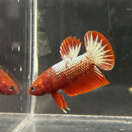 the-fish-farm Premium Male Betta Red Cooper Hellboy Fancy Plakat Betta Male - One Only - 1 Buy this Red Cooper Hellboy Plakat Male Betta - One Only in Australia